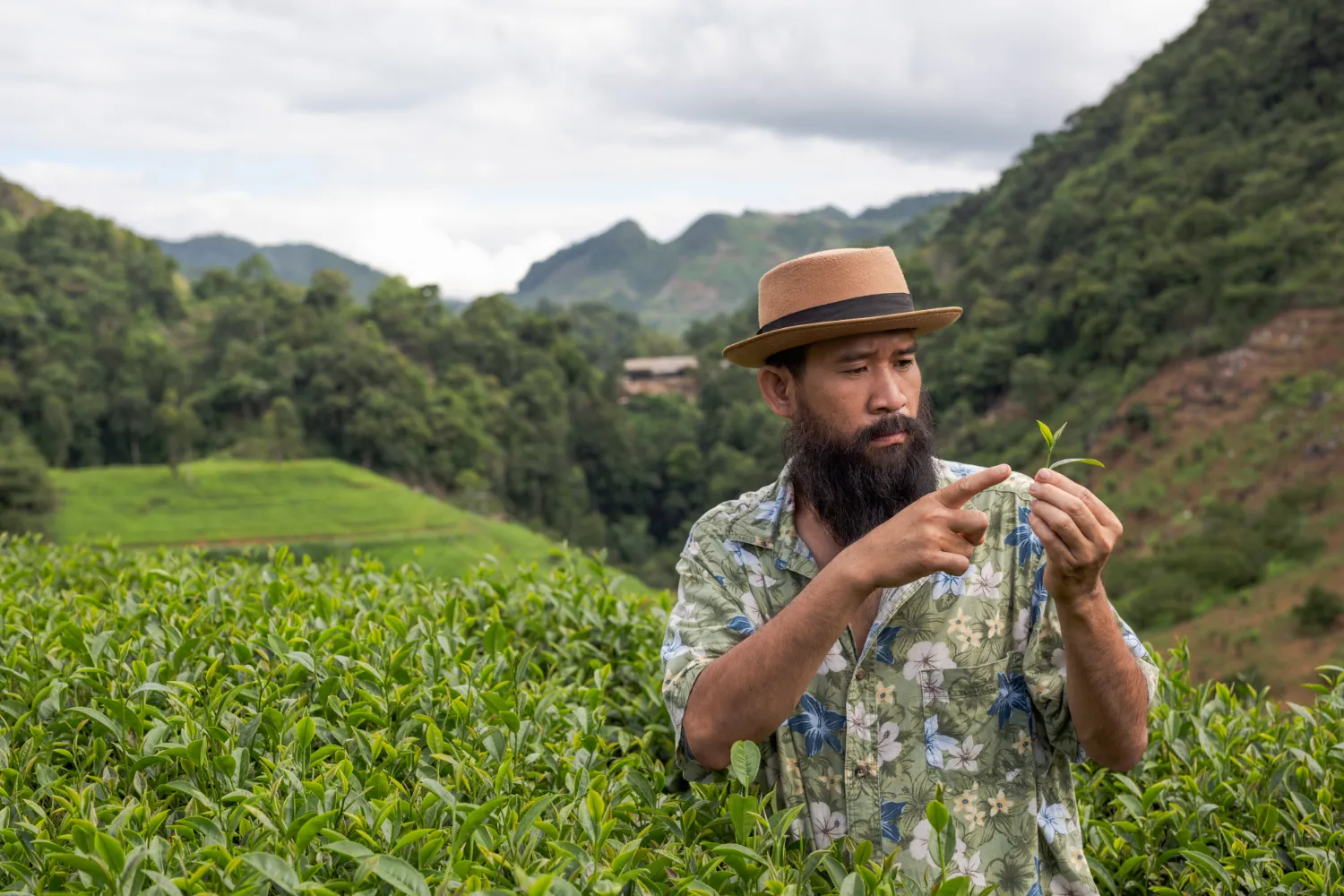 Hombre con sombrero observando una hoja de té en un cultivo rodeado de montañas verdes, destacando la agricultura sostenible y la conexión con la naturaleza.